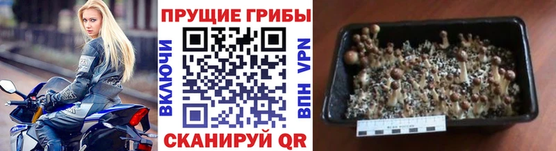 Галлюциногенные грибы MAGIC MUSHROOMS  Трёхгорный 